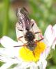 Nomada sp.